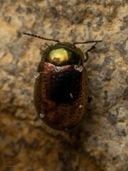 Chrysolina hyperici