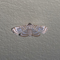 Neurophyseta