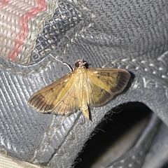 Palpusia terminalis
