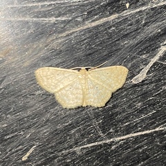 Scopula apparitaria