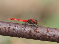 Sympetrum darwinianum