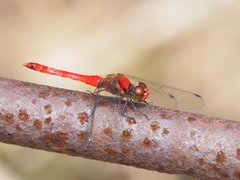 Sympetrum darwinianum