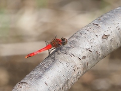 Sympetrum darwinianum