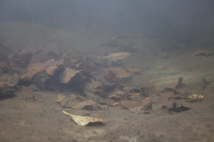 Richardsonius balteatus