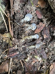 Mycena griseoviridis