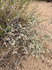 Eriogonum plumatella