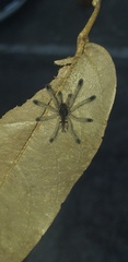 Avicularia