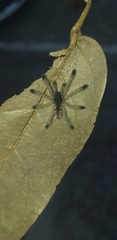 Avicularia