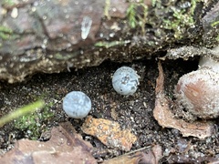 Mycena griseoviridis