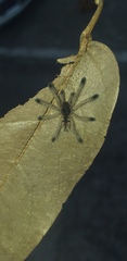 Avicularia