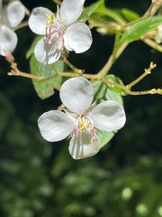 Miconia xalapensis