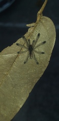 Avicularia
