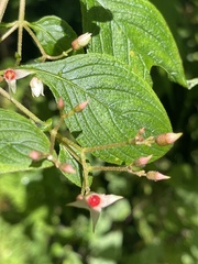 Miconia xalapensis