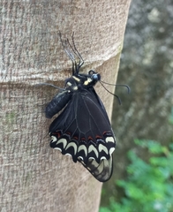 Papilio garamas