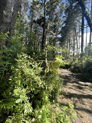 Miconia xalapensis
