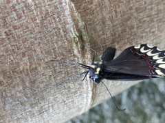 Papilio garamas