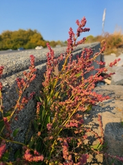 Rumex acetosa