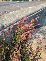 Rumex acetosa
