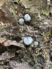 Mycena griseoviridis