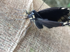 Papilio garamas