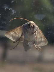 Helicoverpa punctigera