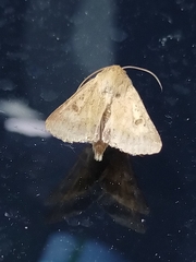 Helicoverpa punctigera