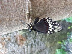 Papilio garamas