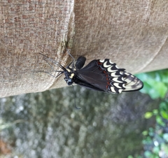 Papilio garamas