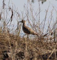 Burhinus vermiculatus