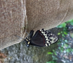 Papilio garamas
