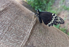 Papilio garamas
