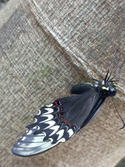 Papilio garamas