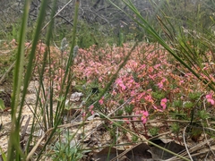 Stylidium recurvum