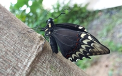 Papilio garamas