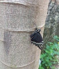 Papilio garamas