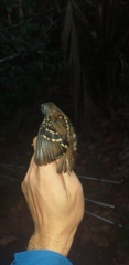 Hylophylax naevius