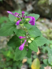 Scutellaria seleriana