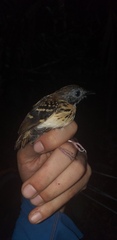 Hylophylax naevius