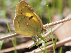Colias poliographus