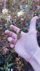 Sanguisorba canadensis