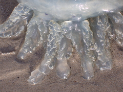 Rhizostoma octopus