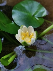 Nymphaea thermarum