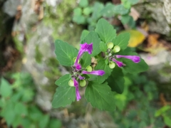 Scutellaria seleriana