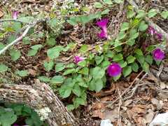 Ipomoea orizabensis orizabensis