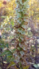 Sanguisorba canadensis