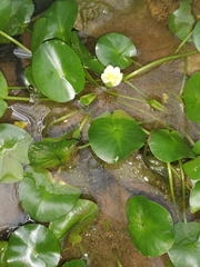 Nymphaea thermarum