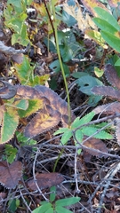 Sanguisorba canadensis