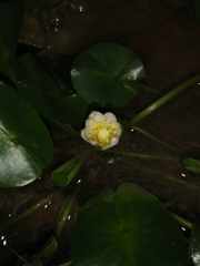 Nymphaea thermarum