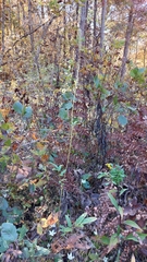 Sanguisorba canadensis