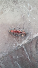 Chrysobothris basalis